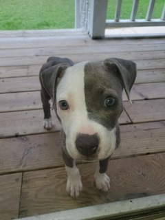 Whit Sox, Manchester Terrier / Dachshund mix