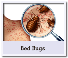 Bed Bugs Icon