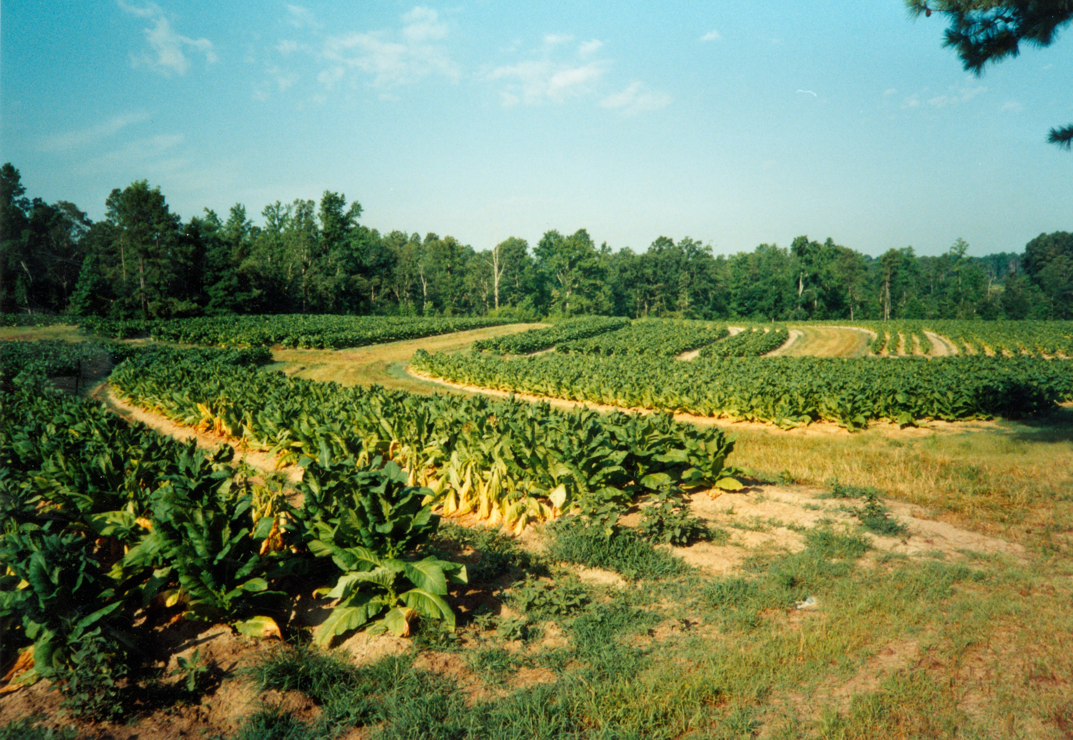 Image of Contour Farming
