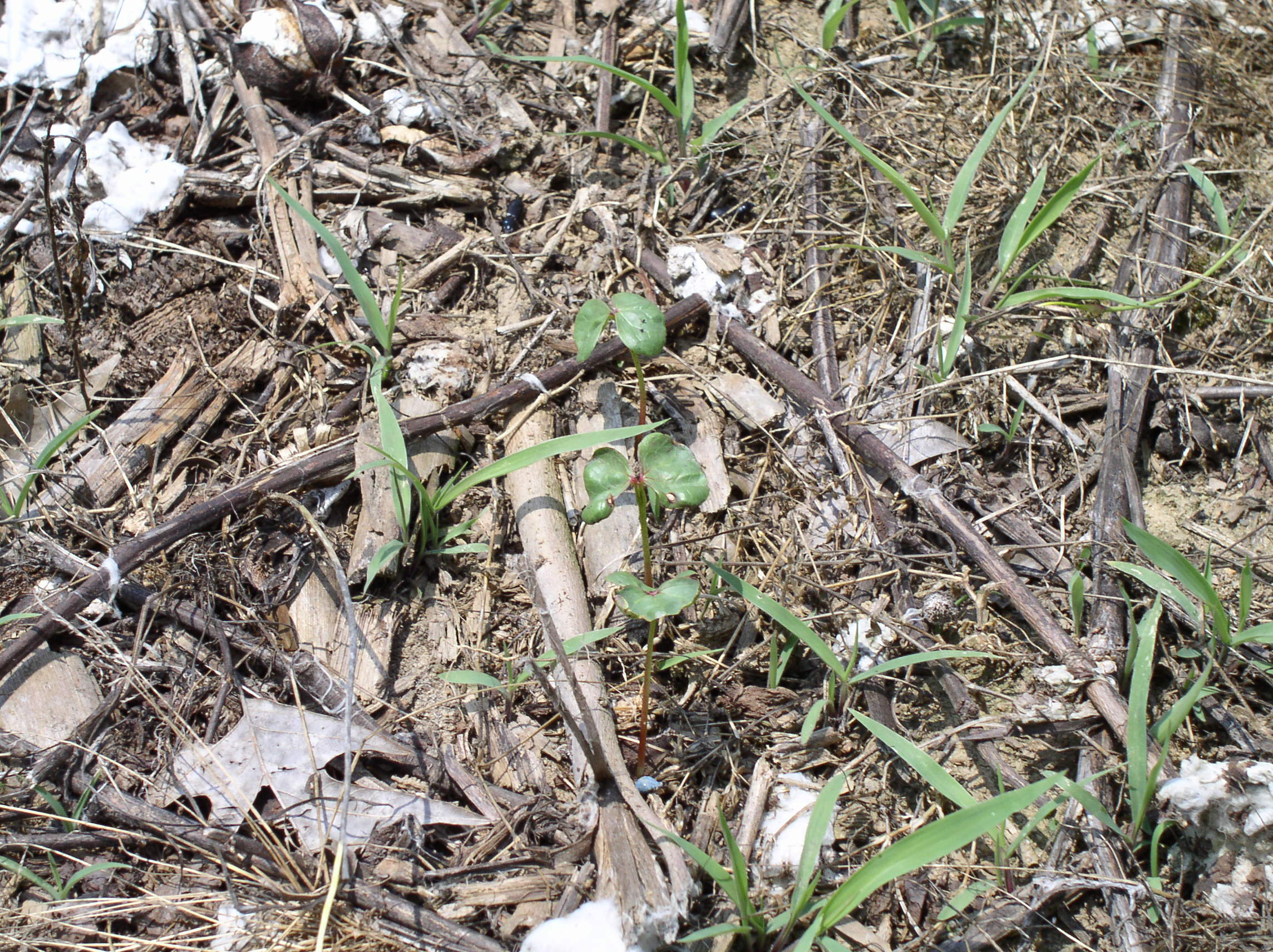 Image of No Till Cotton