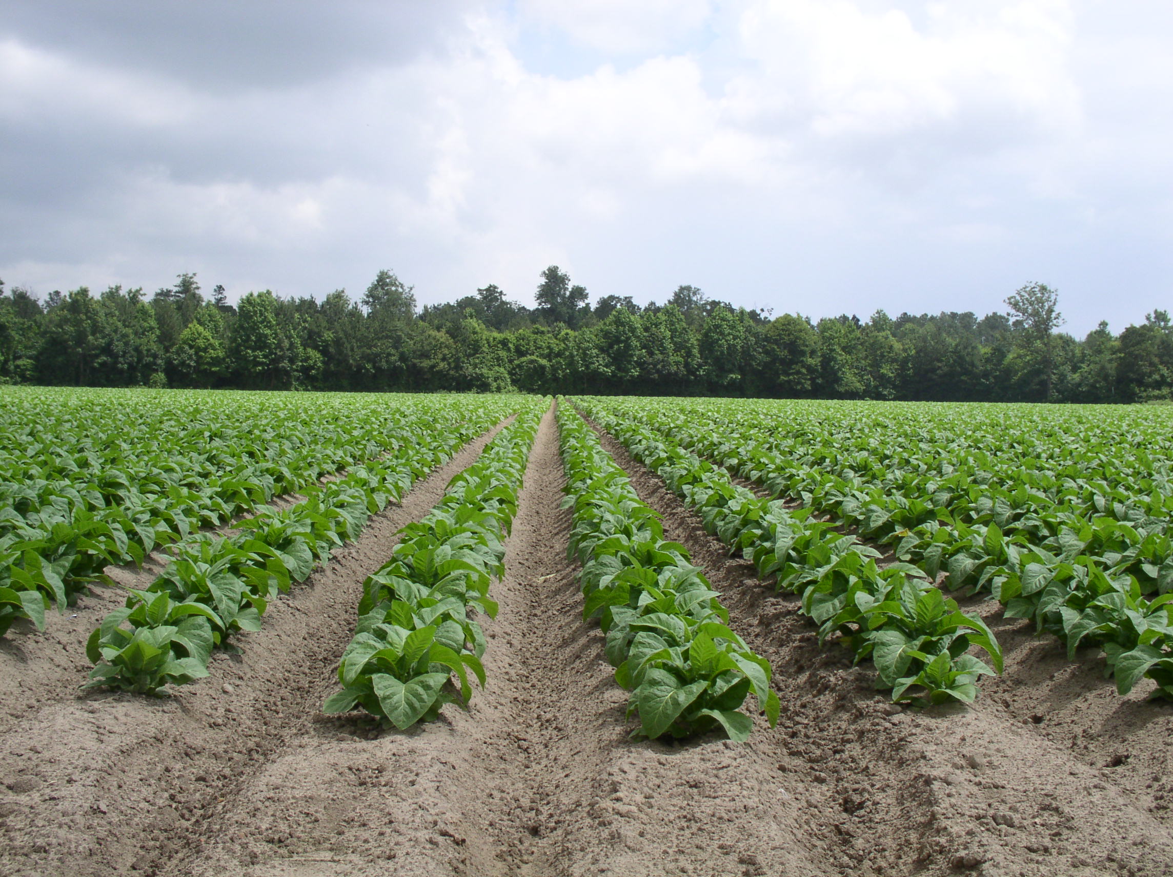 Image of Tobacco