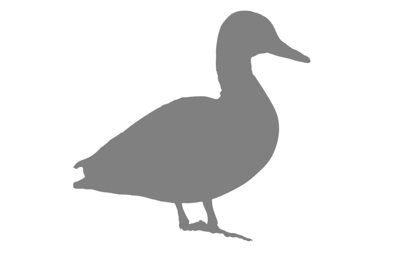 Default Duck Image