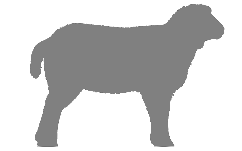 Default Lamb Image