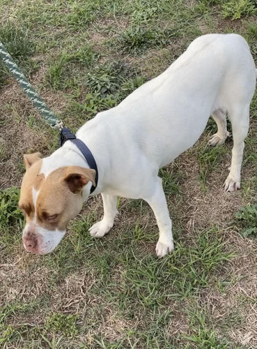 Photo of found pet