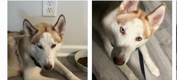 Image of Husky