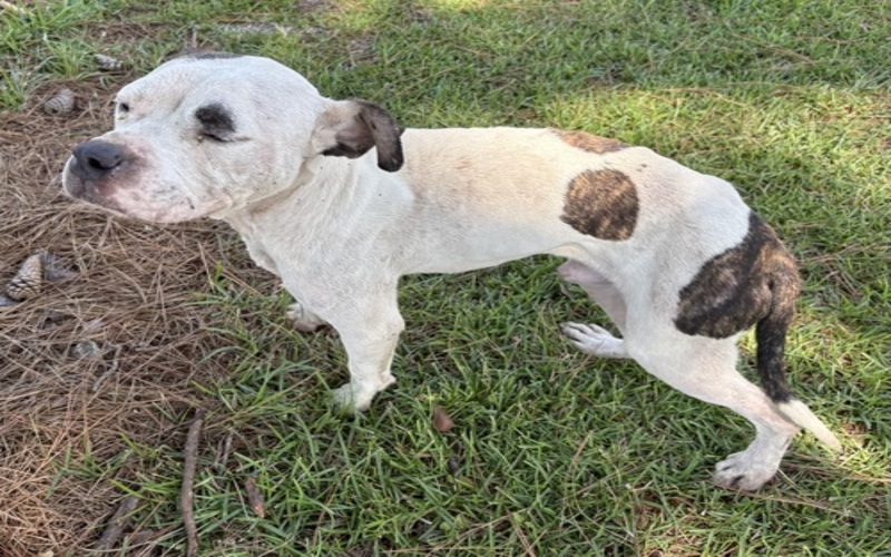 Image of American Bull Terrier