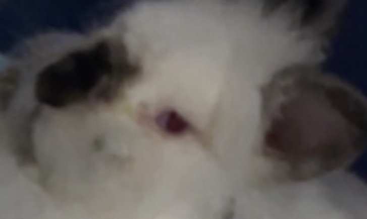 Image of White rabbit