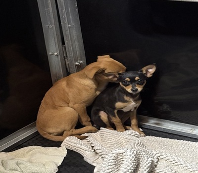 Image of 2 Chi-Mix Puppies 