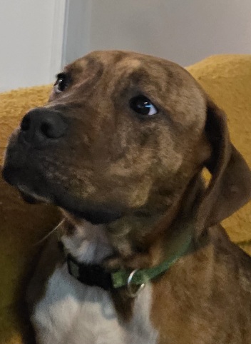 Image of Not sure 2 pups