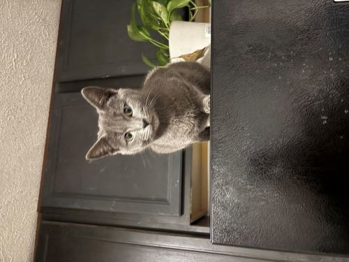 Image of unknown- I named her Renata