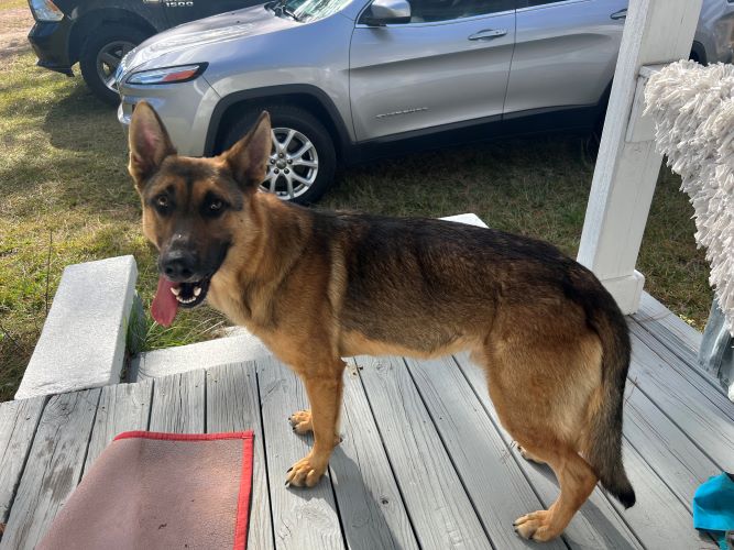 Image of No collar 