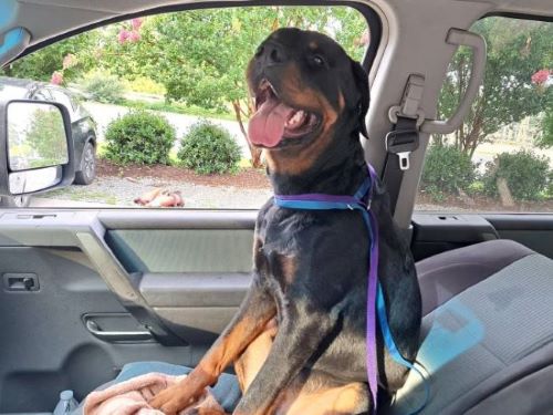 Image of Knoxx- Found out name by taking him to Clayton Animal Hospital and he had a chip. Unfortunately, original owner sold him.