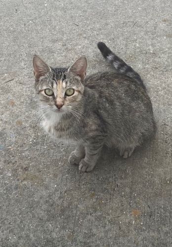 Image of Gray Cat
