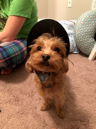 Image of Cookie