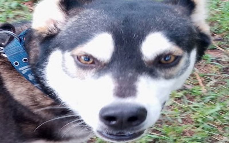 Image of TimberWolf