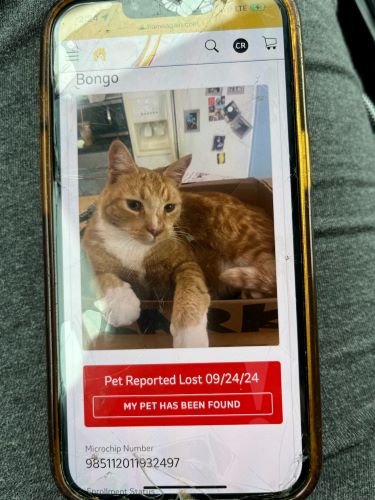 Image of Bongo