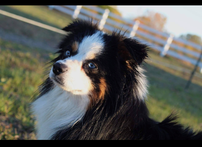 Image of Rascal