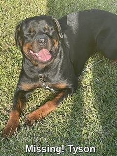 Image of TYSON