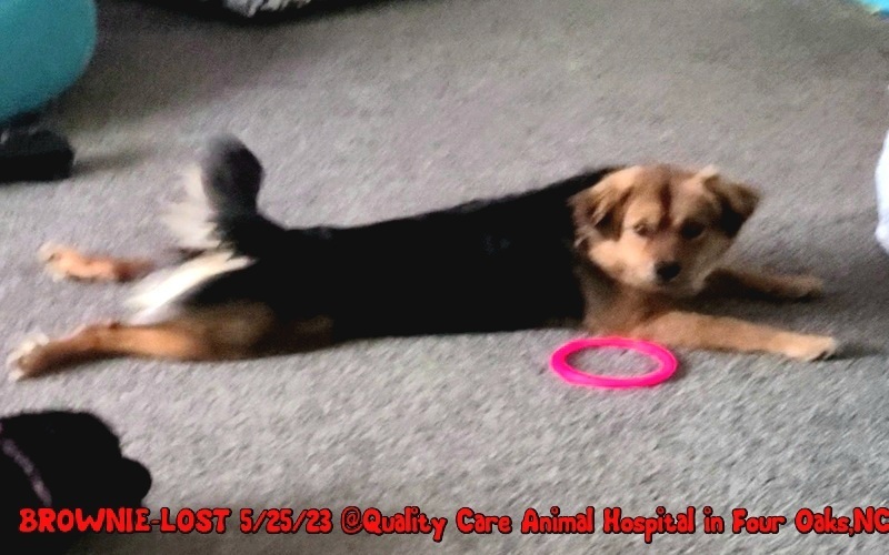 Image of BROWNIE