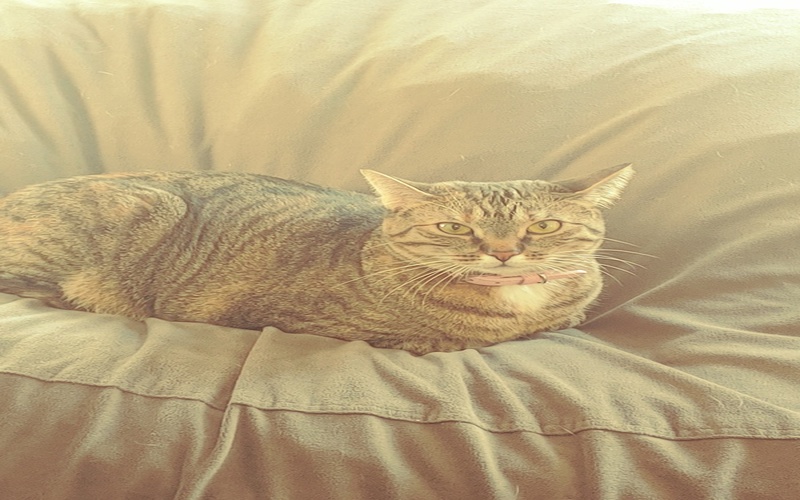 Image of Petu
