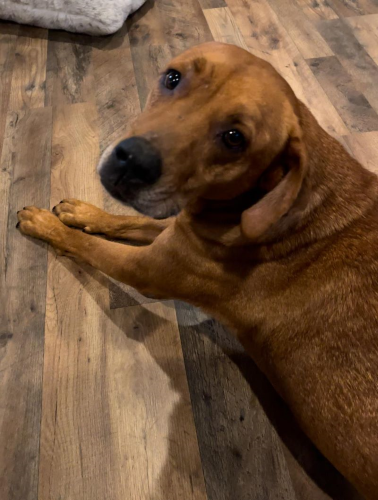 Image of Bruno 