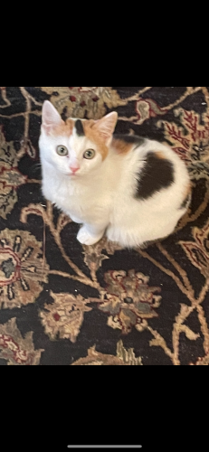 Image of Leo