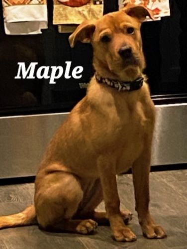 Image of Maple
