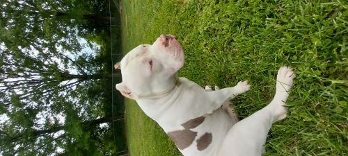 Image of Kash