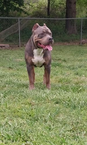 Image of Reese