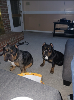 Image of BAG  & MEGAN 