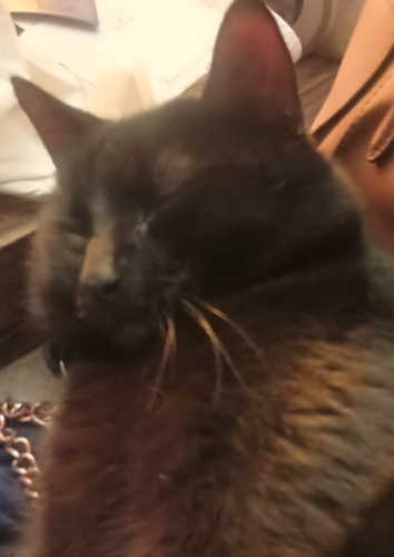 Image of Ditty