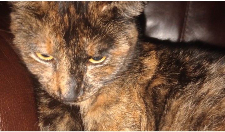 Image of Snickers