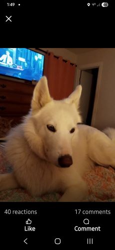 Image of Ghost 