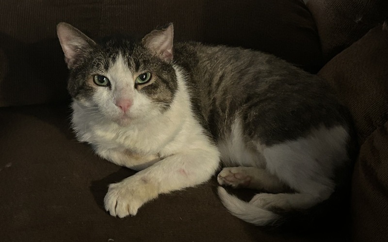 Image of Chelusa