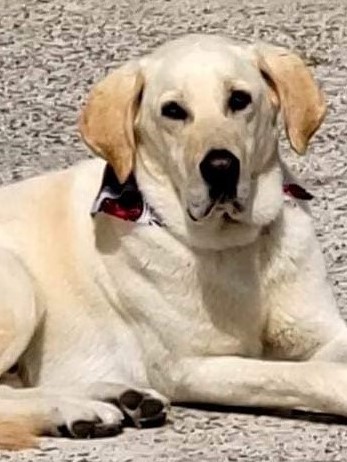 Image of Buck
