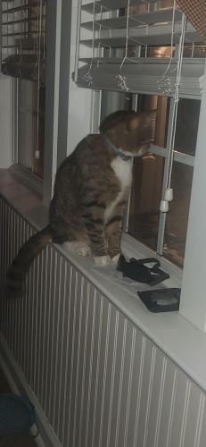 Image of Bandit 
