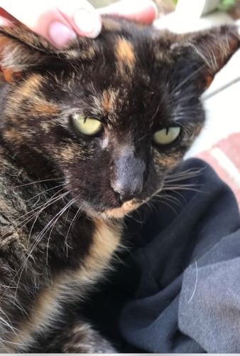Image of Snickers
