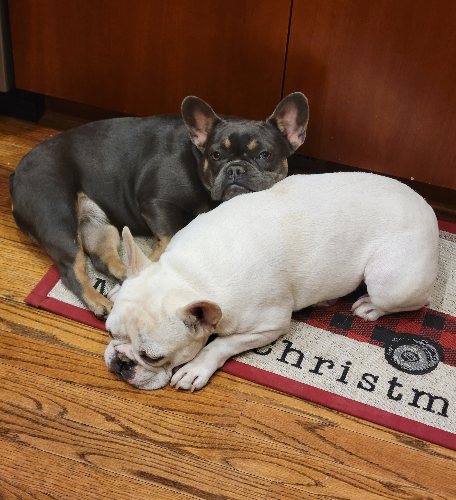 Image of Hazel and Jellybean