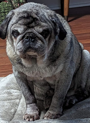 Image of Frank
