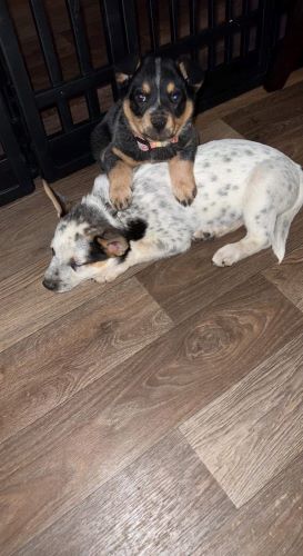 Image of Roxy & Bandit