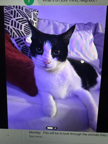 Image of Momo