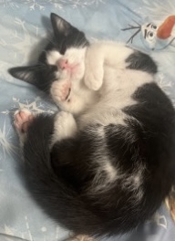 Image of Oreo