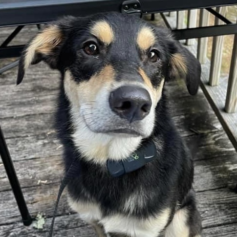 Image of Koda
