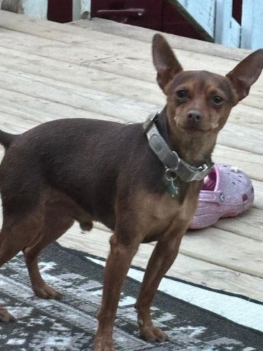 Image of Dexter 