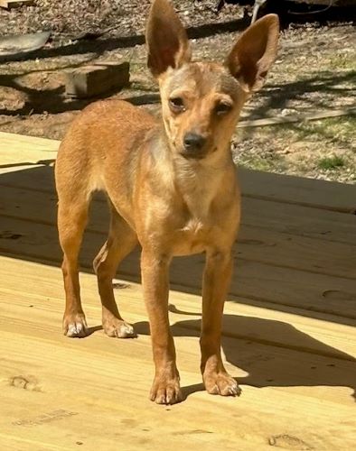 Image of Canela 
