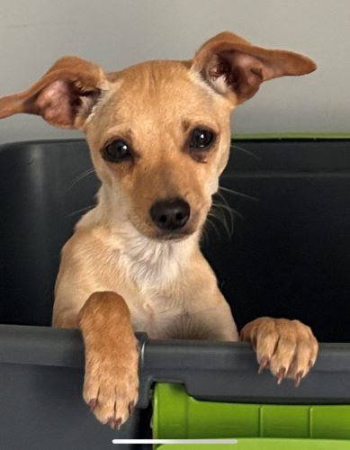 Image of Archie 
