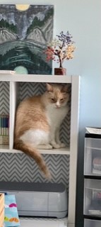 Image of Junior