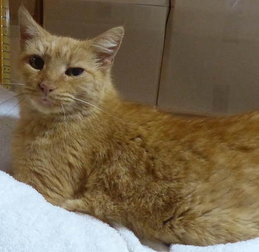 Image of Tangerine