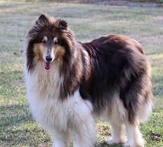Image of Rocky