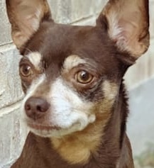 Image of Pebbles